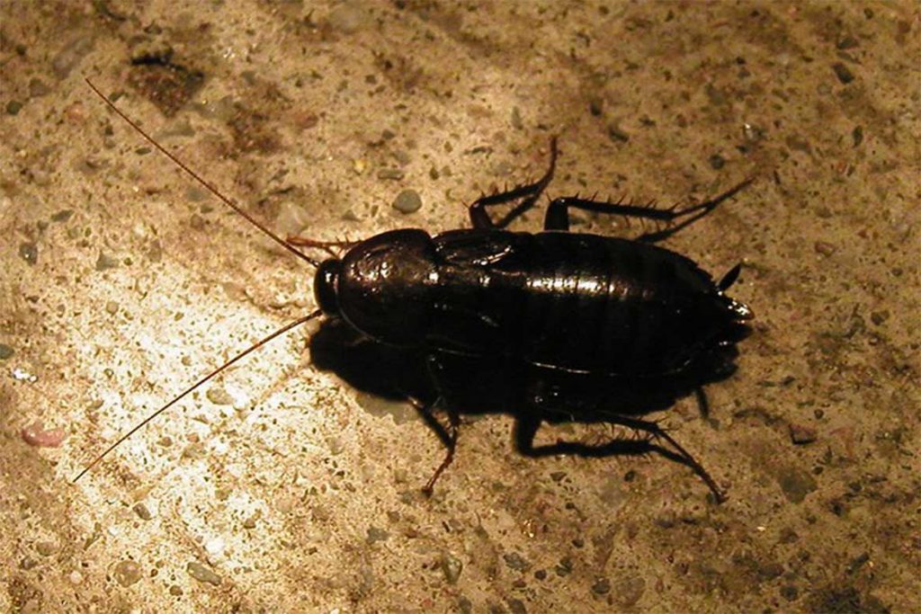 Черные большие жуки в доме фото и названия